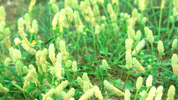 Gomphrenová tráva je bílá Květinka, roste zde běžná tráva v tropics2 — Stock video