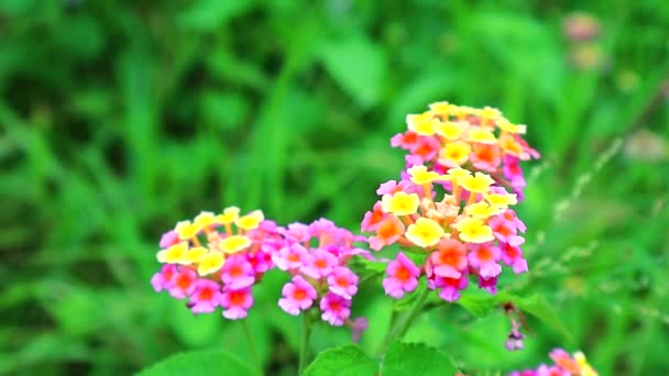 粉红色黄色兰塔纳卡马拉各种颜色盛开在花园里有绿叶背毛 — 图库视频影像