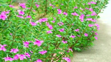 Madagaskar Periwinkle, Bahçede Gül Periwinkle pembe çiçek