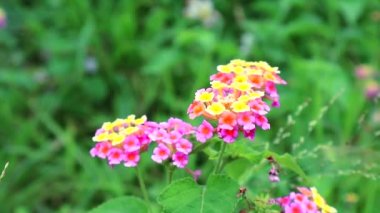 pembe sarı lantana camara bahçede çeşitli renk çiçek yeşil yaprak backgroud1 vardır