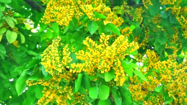 Burma padauk yellow bouquet flowers blooming in the garden — 图库视频影像