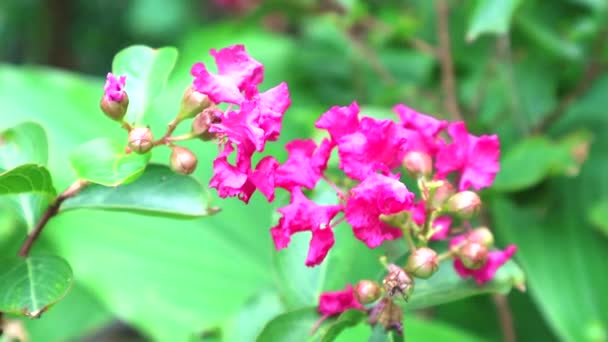 Ramo de flores color rosa mirto castaño floreciendo en el jardín — Vídeos de Stock