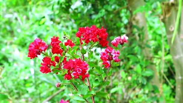 Crapmyrte roter Strauß blüht im Garten — Stockvideo