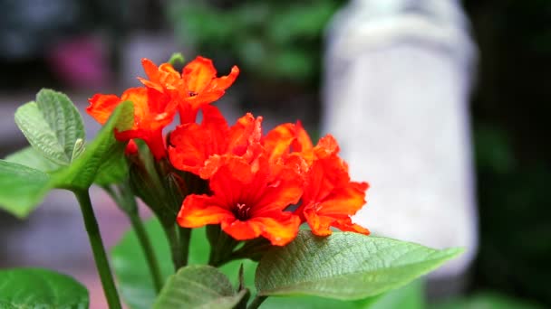 Geiger boom of Cordia oranje bloemen blooimng op boom in de tuin — Stockvideo