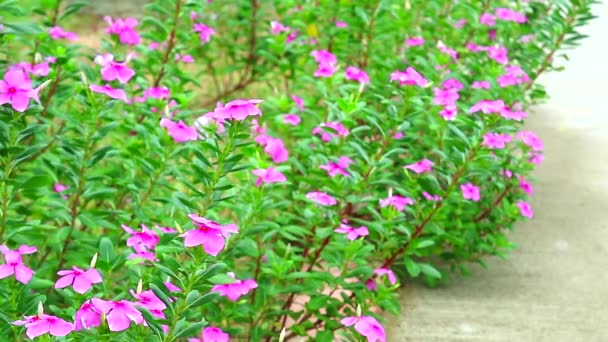 MADAGASCA PERIWINKLE, ROSE PERIWINKLE flor rosa en el jardín — Vídeos de Stock