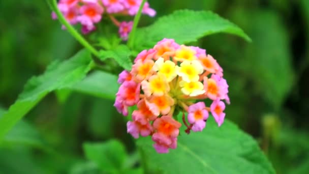 Roze oranje geel Lantana camara verschillende kleur bloei in de tuin heeft groene bladeren — Stockvideo