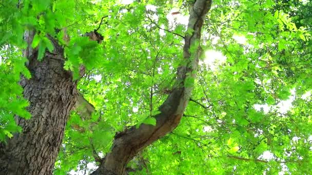 タマリンドの木に太陽光が渡され、庭で成長し、鳥や他の動物のための日陰を提供する小さな緑の葉を持っています — ストック動画