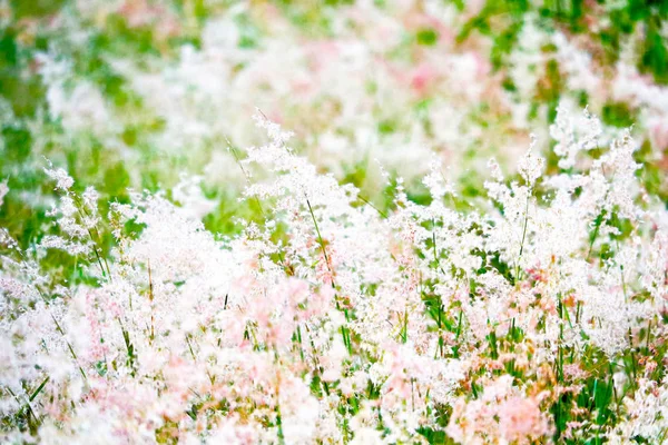 Mengaburkan rumput bunga merah dan putih mekar di lapangan — Stok Foto