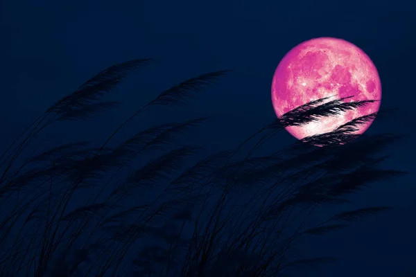 Bulan super panen penuh di langit malam kembali rumput bunga dalam fi — Stok Foto