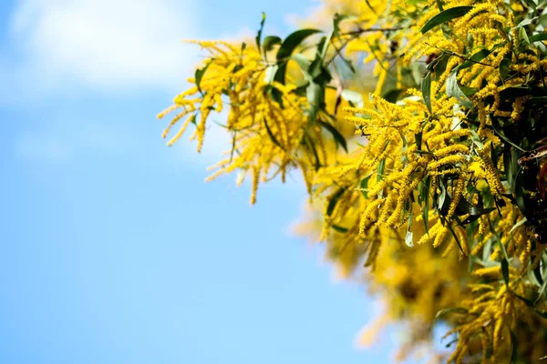 Wattle o Acacia auriculiformis pequeña flor ramo de flores completa —  Fotos de Stock