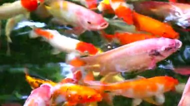 koi balık veya sazan balık su yüzeyinde yemek bulmak havuzda yüzme