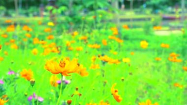 Kükürt Cosmos veya bahçede açan sarı kozmos çiçekleri