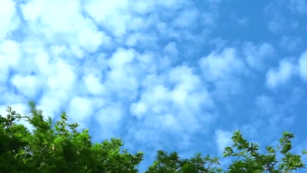 Céu azul com puro com nuvem mover passar árvore superior verde1 — Vídeo de Stock