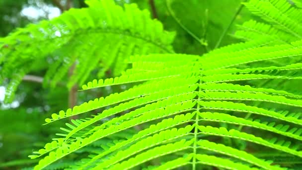 Climbing Wattle, Acacia or Cha-om is vegetable can use young top leaves to ingredient for thai food — Stock Video