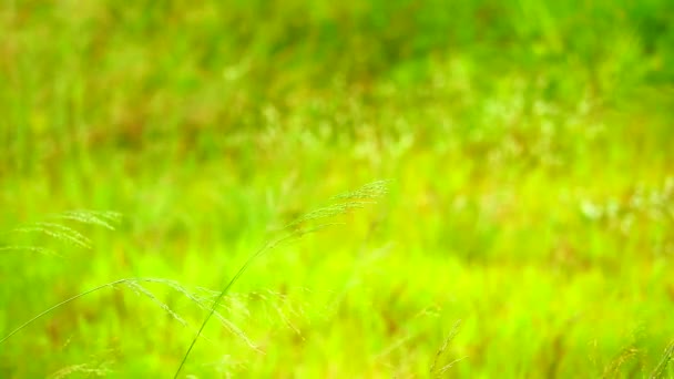 Hierba en el campo se balancean por el viento y la luz del atardecer — Vídeos de Stock