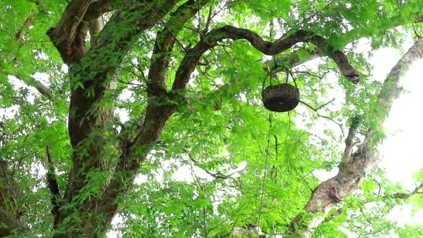 Colgaban cestas de frutas en las ramas. Para llevar fruta a pájaros y ardillas — Vídeos de Stock