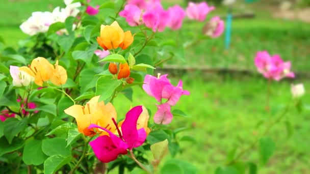 정원에서 바람을 따라 흔들리는 꽃다발을 들고 있는 다색 부겐빌레아 꽃 — 비디오
