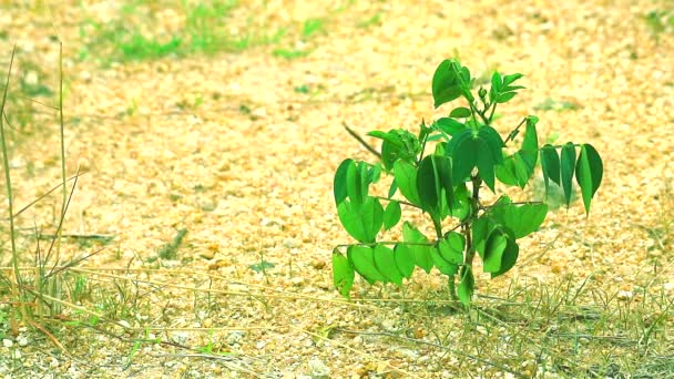 Виживання маленька зелена рослина і маленька кам'яна поверхня бруду на сухій землі — стокове відео