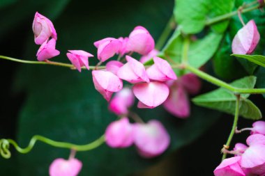 Meksikalı Sarmaşık, Aşk Zinciri ya da Antigonon leptopus pembe butiği