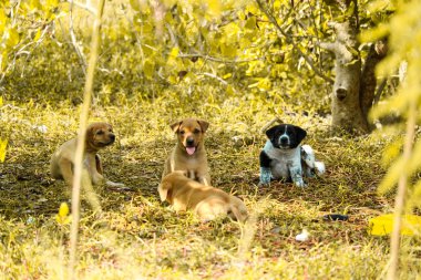 Sokak köpekleri çöplükte çalıların altında oynuyorlar.