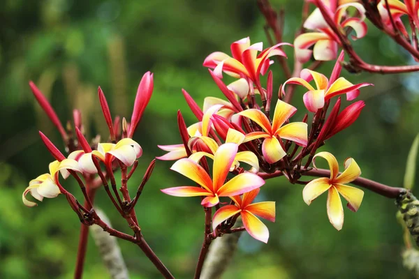 Plumeria röd vit orange gul bukett blomma blommar i — Stockfoto