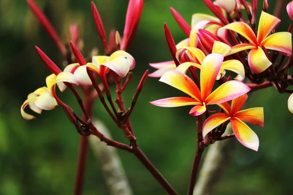 Plumeria red white orange yellow bouquet flower blooming in the — Stock Photo, Image