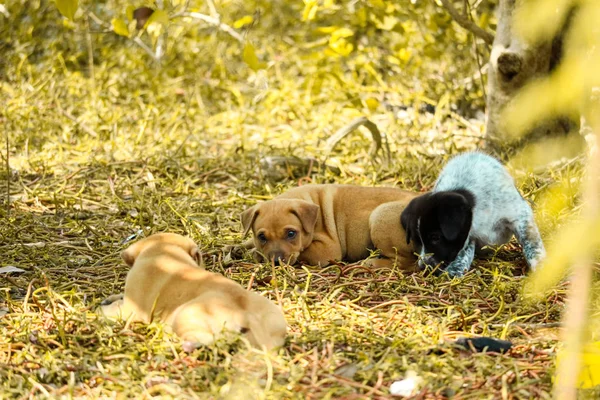 Бродячие щенки играют под кустами на свалке — стоковое фото