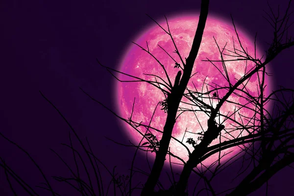 super dark harvest pink moon on night sky back dry branch tree
