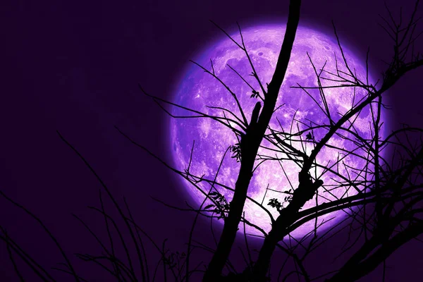 Super dark harvest purple moon on night sky back dry branch tree — стоковое фото