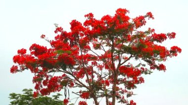 Alev Ağacı, halk parkındaki Royal Poinciana yumuşak rüzgarla hareket ediyor gri gökyüzü