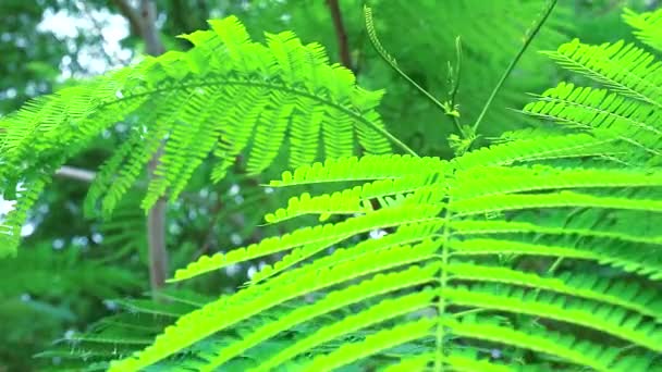 Lezení Wattle, Acacia nebo Cha-om je zelenina může použít mladé vrchní listy na přísadu pro thajské jídlo2 — Stock video