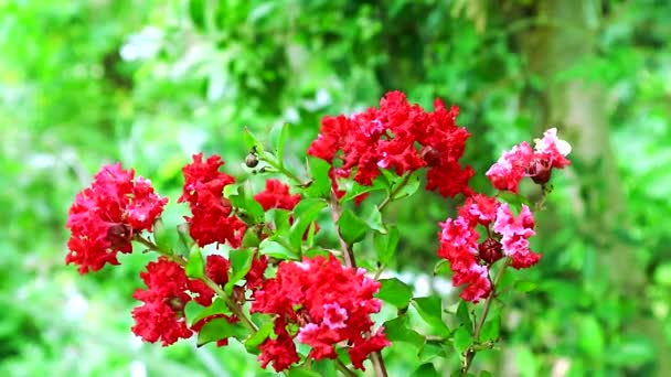 Crape Myrte rosa Blumenstrauß blüht im Garten und bewegt sich durch den Wind — Stockvideo