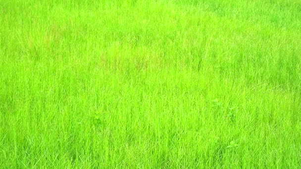 Трава в полі гойдалася вітром і світлим заходом сонця — стокове відео
