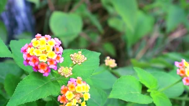 ピンクイエローランタナのカマラ庭の様々な色の花は緑の葉を持っています1 — ストック動画