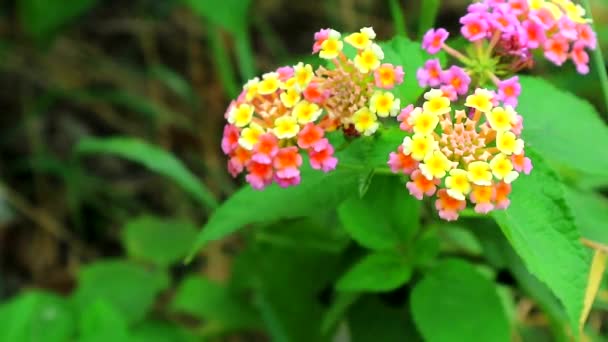 庭にはピンクオレンジ色の黄色のランタナ・カマラ様々な色の花が咲いています。 — ストック動画