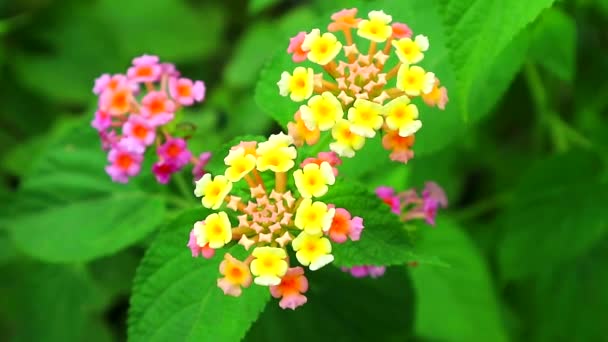 Розовый желтый lantana camara различных цветов цветение в саду имеет зеленые листья 2 — стоковое видео