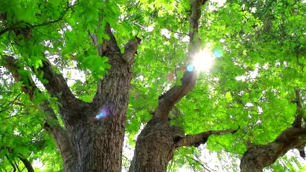Sonneneinstrahlung auf Tamarindenbaum hat kleine grüne Blätter, die im Garten wachsen und Schatten für Vögel und andere Tiere bieten