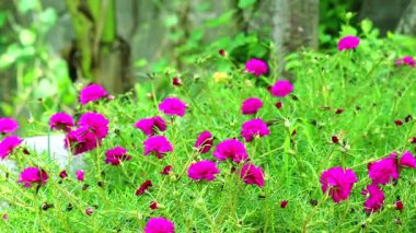 Purslane, Rose Mose, Bahçede açan güneş çiçeği