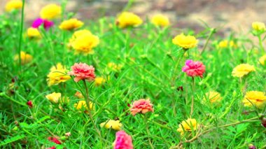 Purslane, Rose Mose, Bahçede açan pembe gül sarısı çiçek