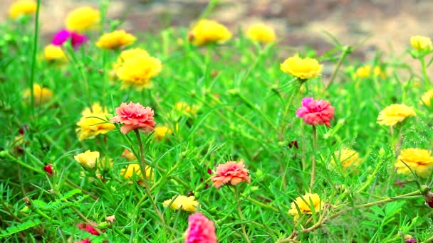 Πουρσλάν, Τριαντάφυλλο mose, Κυρ φυτό ροζ τριαντάφυλλο κίτρινο λουλούδι που ανθίζει στον κήπο — Αρχείο Βίντεο