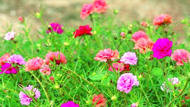 Purslane, rózsa mose, napraforgó rózsaszín és bíbor virág virágzik a kertben1 — Stock videók