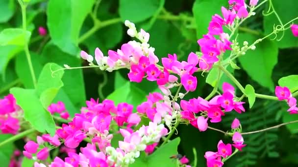 Mexican Creeper, Chain of Love or Antigonon leptopus pink bouquet flowers and bee find honey2 — Stock Video