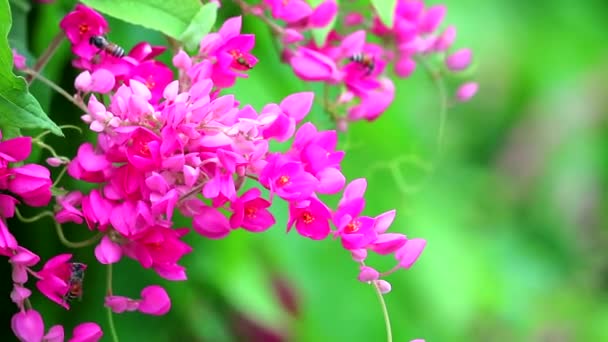 メキシコのクリーパー、愛の連鎖またはアンティゴノンレプトパスピンクの花束の花と蜂は蜂蜜を見つける — ストック動画