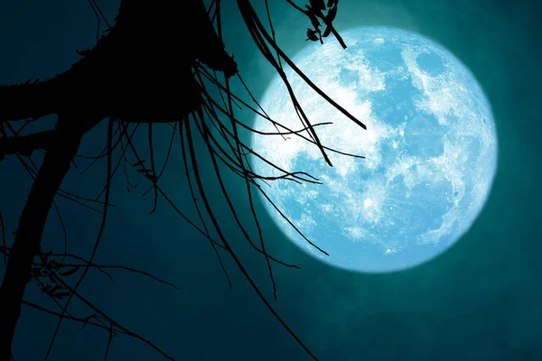 검은 구름을 타고 실루엣마른 나무 위로 다시 돌아오는 푸른 비버의 달 — 스톡 사진