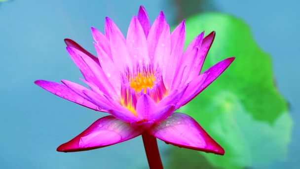 Light pink lotus blooming after rain fall and blur two color background — Stock Video