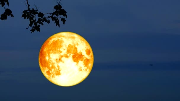 Lua de colheita de sangue Lua de volta na nuvem escura na silhueta árvore seca e céu noturno — Vídeo de Stock