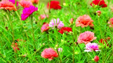Purslane, Rose Mose, Bahçede açan pembe gül çiçeği