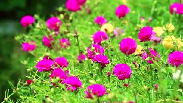 Purslane, Pussley, Rose mose, napraforgóvirág virágzik a kertben1 — Stock videók