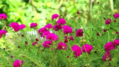 Purslane, Rose Mose, Bahçe 1 'de açan güneş çiçeği