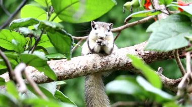Sincap bahçedeki bir dalda akasya salgılıyor.